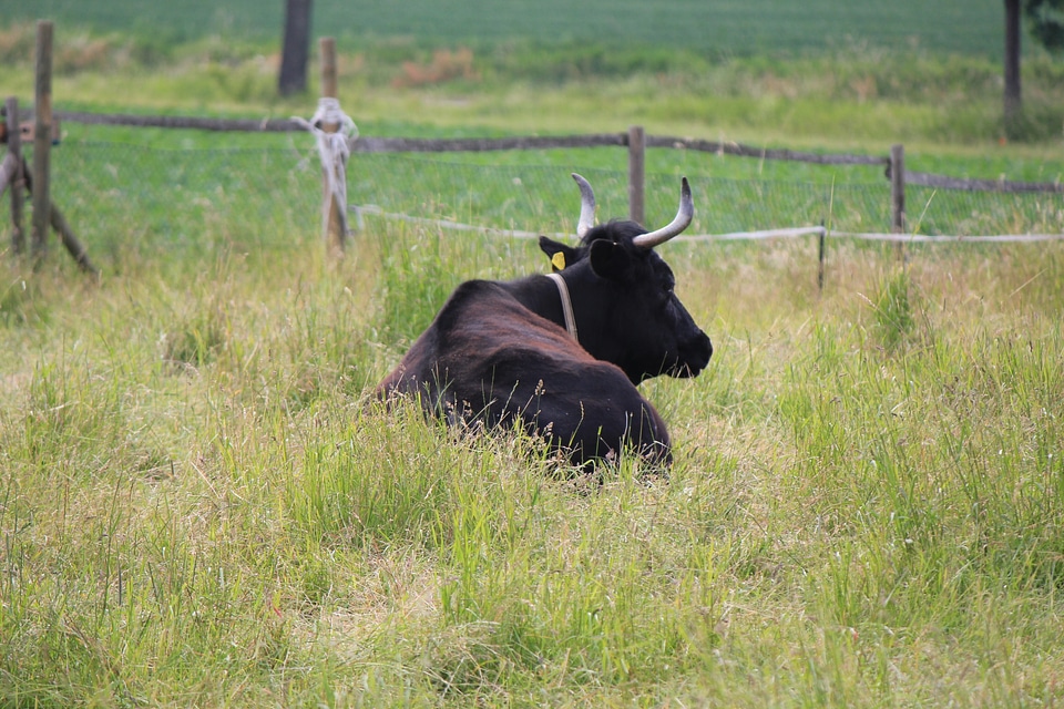 Black bull on a field
