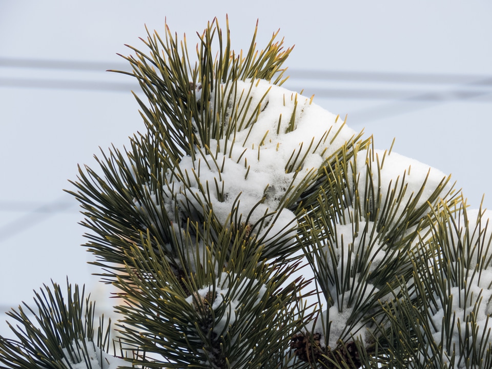 Snow on Pine Leaves