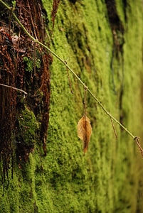 Rock-wall full covered by moss photo