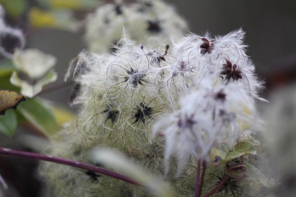 Withered blossoms