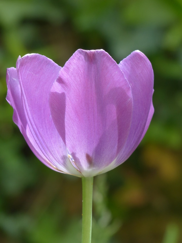 Violet purple flower