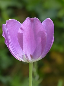 Violet purple flower photo