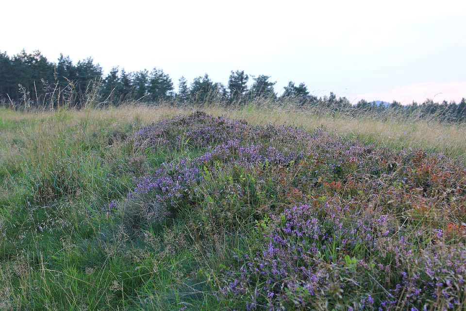 Glade in harz mountains