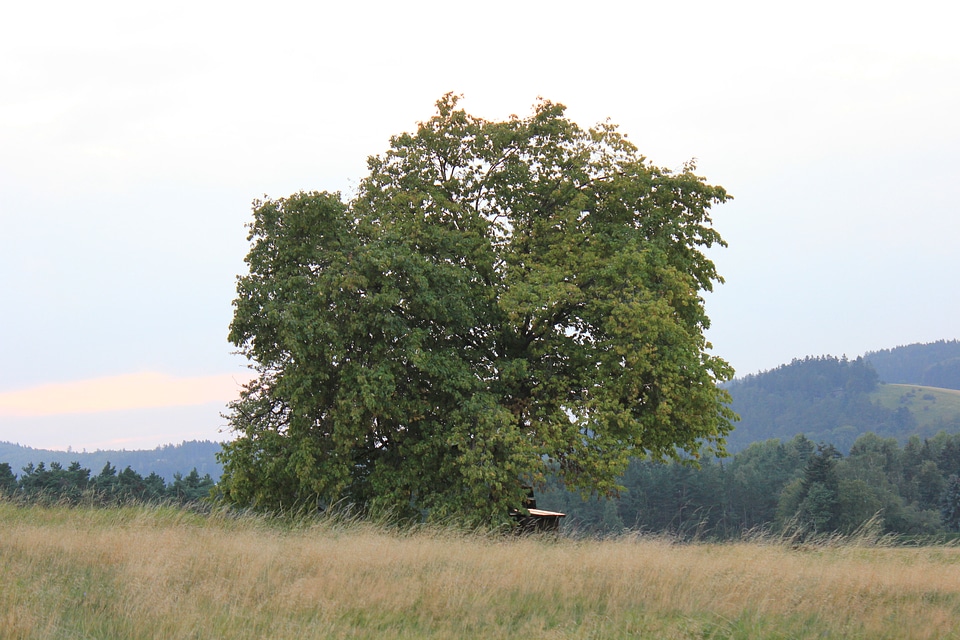 Single majestic treen on a meadow