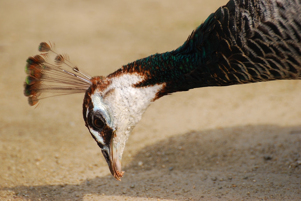 Peacock scans the ground for food