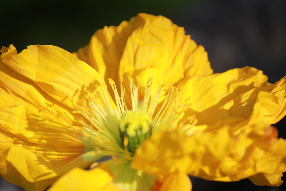 Yellow iceland poppy blossom
