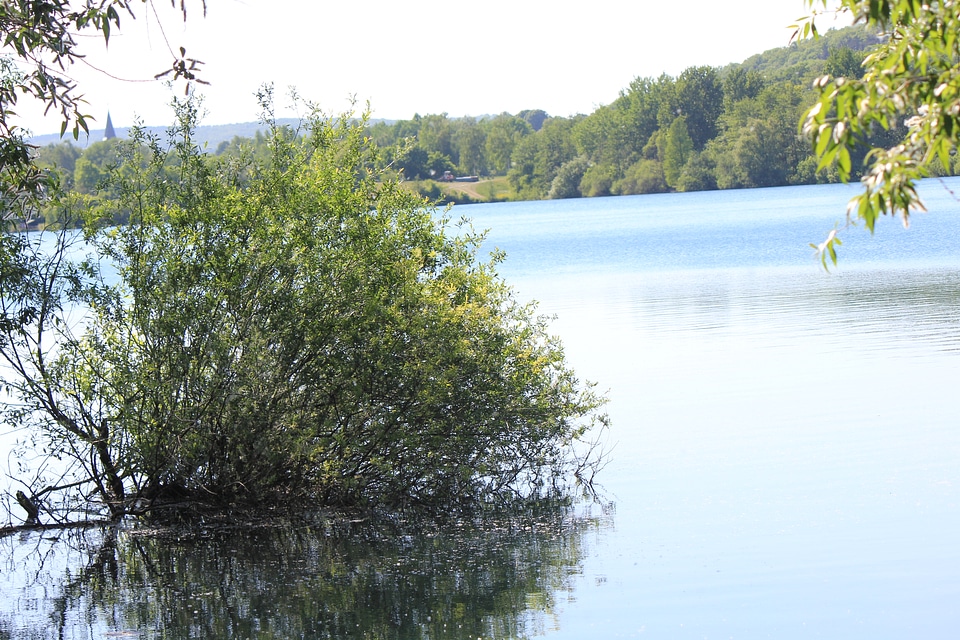 Tree growing out of a see