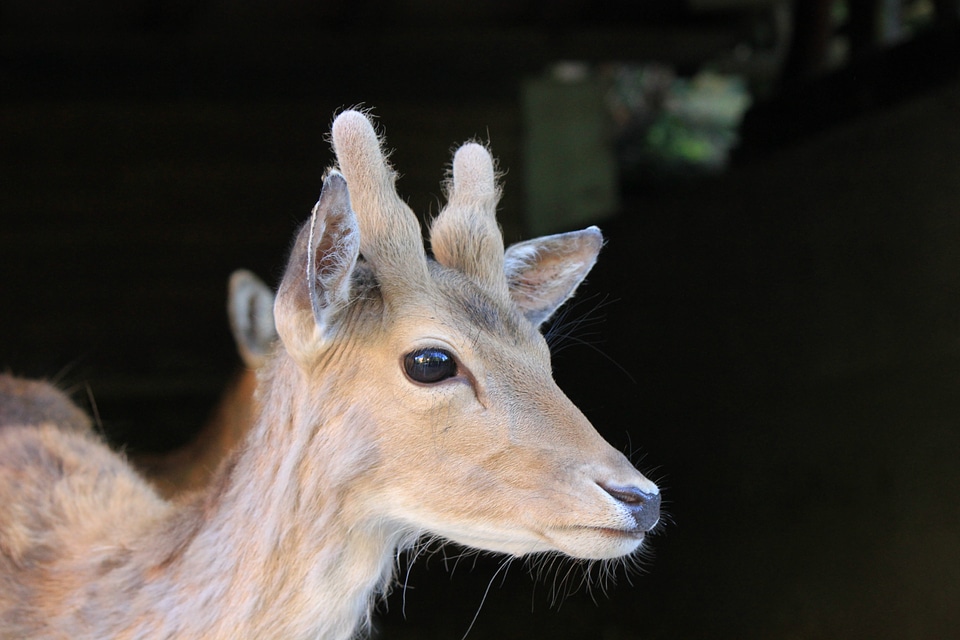 Young deer portrait