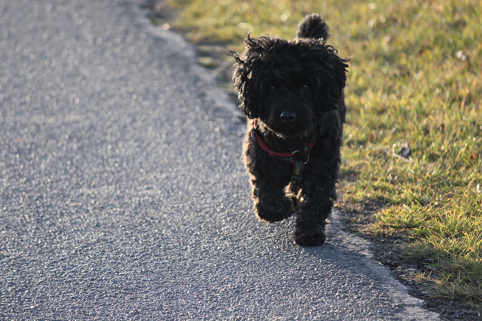 Black poodle mix on the road