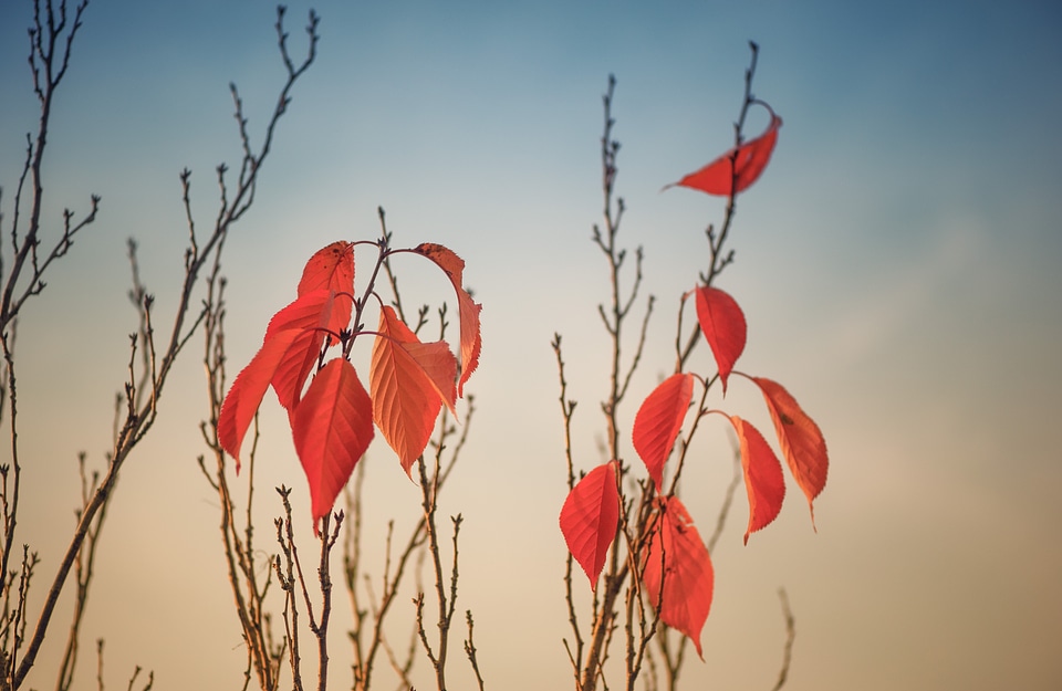 Fall color nature red