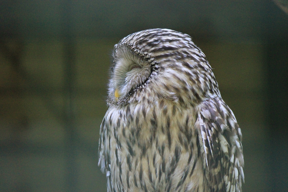 Barred owl from side