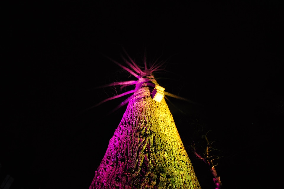 Pink and yellow spotlighted tree