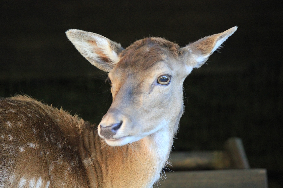 Deer looking to the left