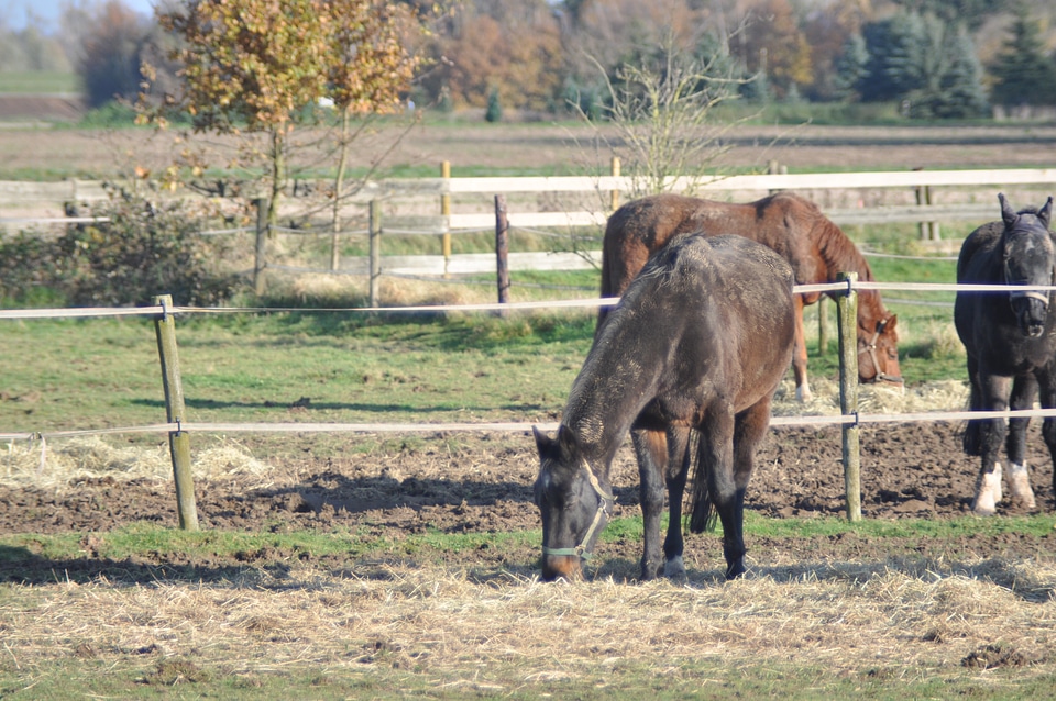 Brown horses staying on the paddock photo