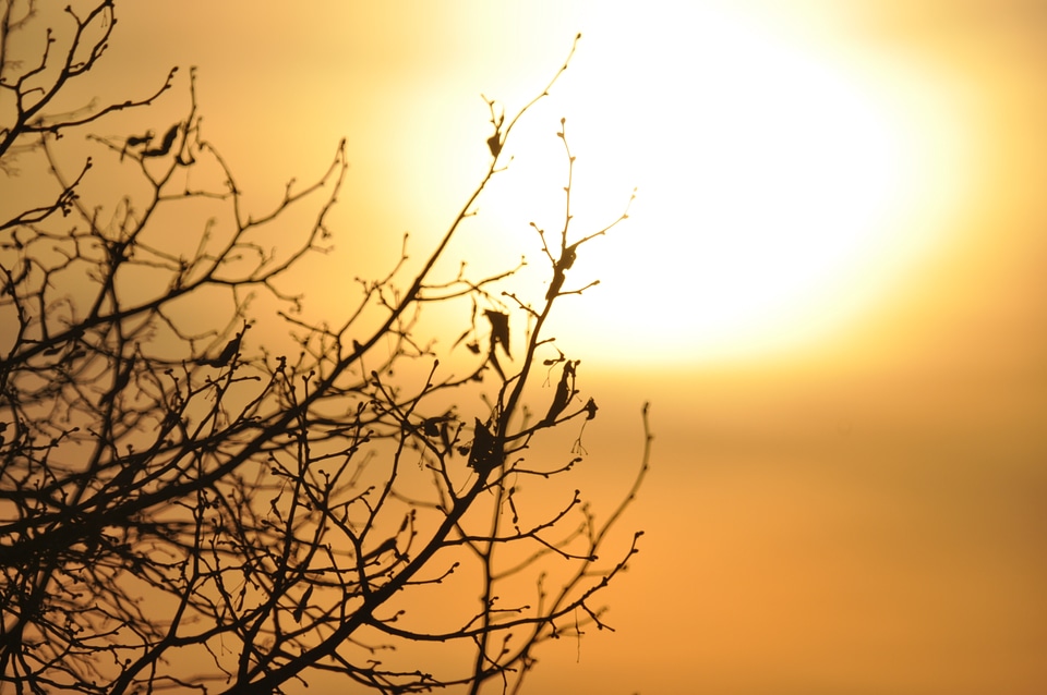 Birds sitting in sundown