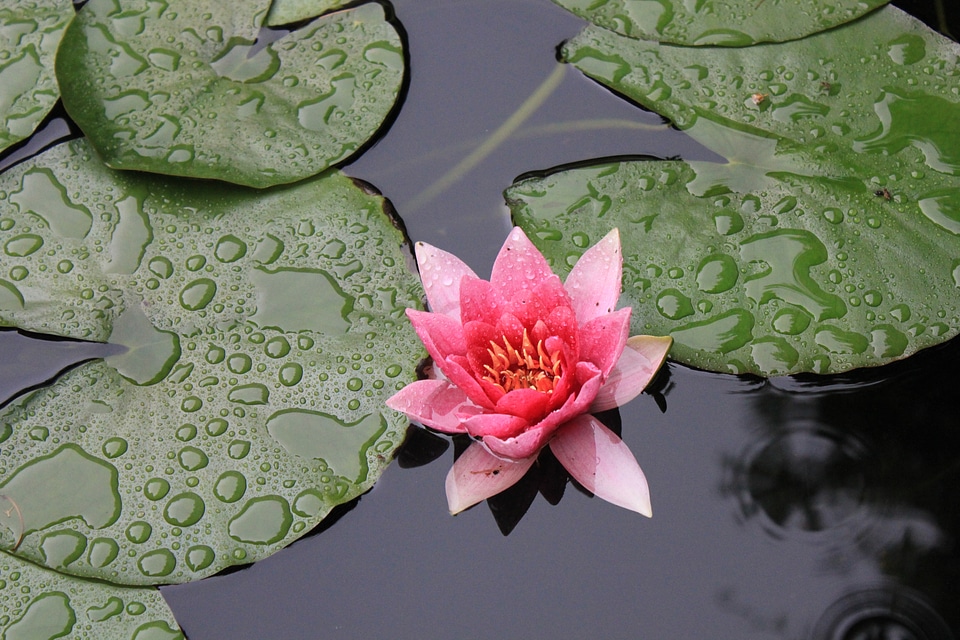 Thriving water lily