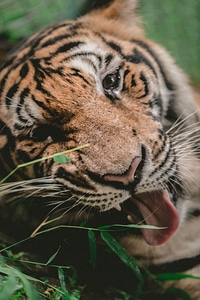 A Closeup of Tiger Face Outdoors photo