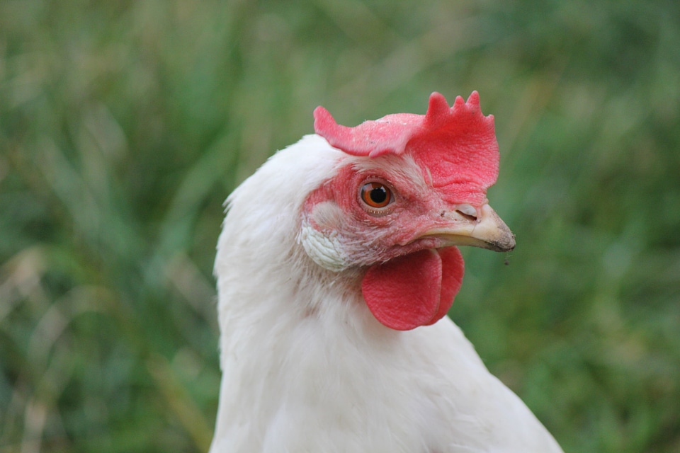White rooster with red head