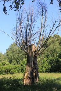 Branches growing out of cut tree