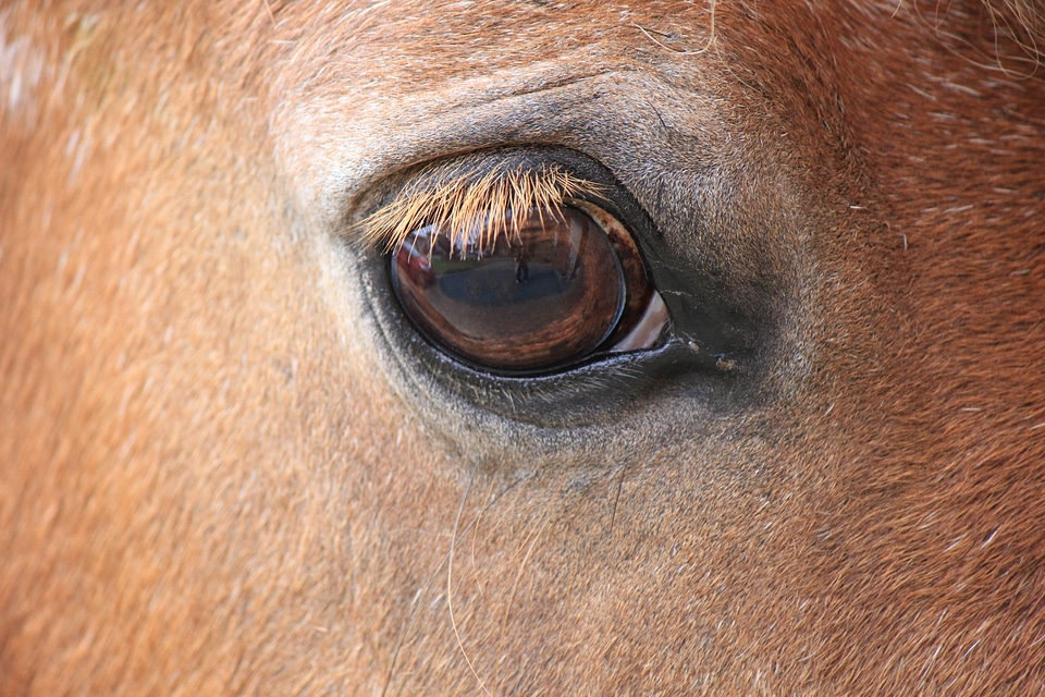 Horse’ eye in detail