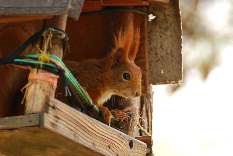 Squirrel sitting in a bird house