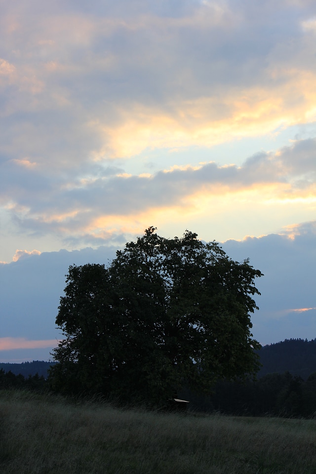 Lonely majestic tree
