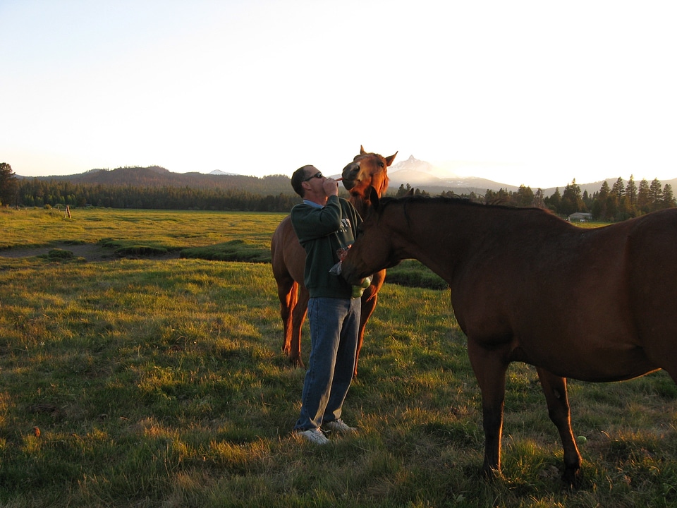 Pastoral horses animal