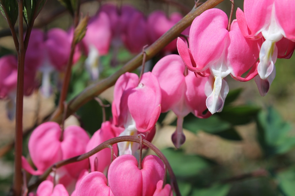 Bloom aquatic tropical
