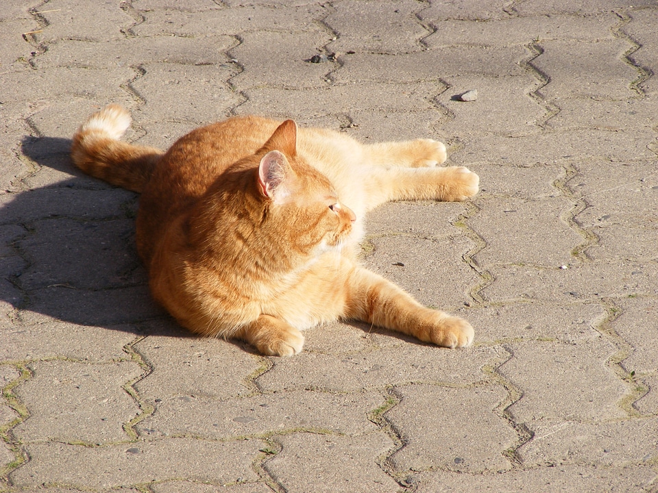 Fluffy orange cat