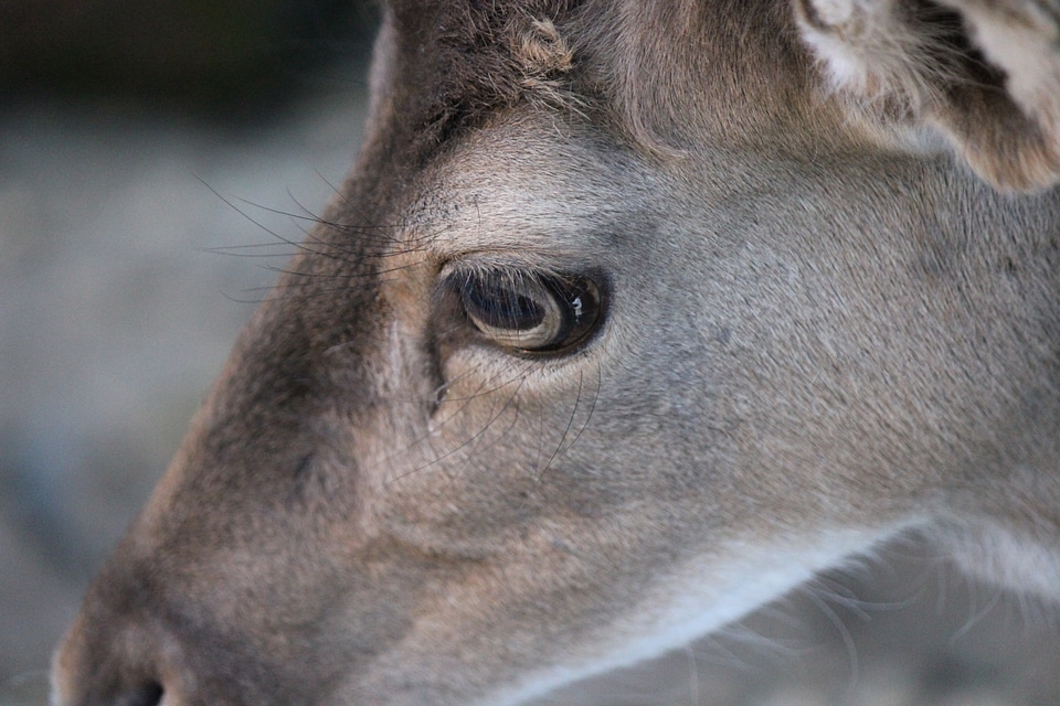 A deer’s head in detail