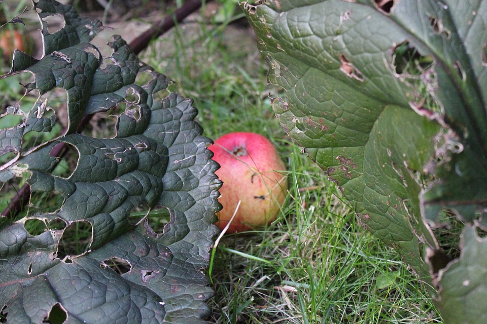 Apple between pieplants