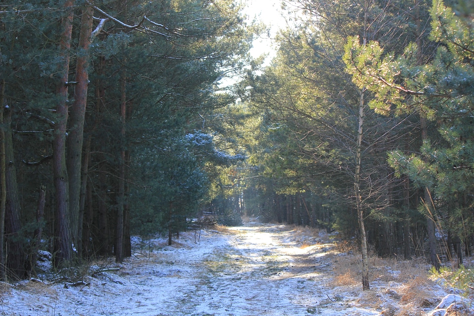 Light shines through winter forest