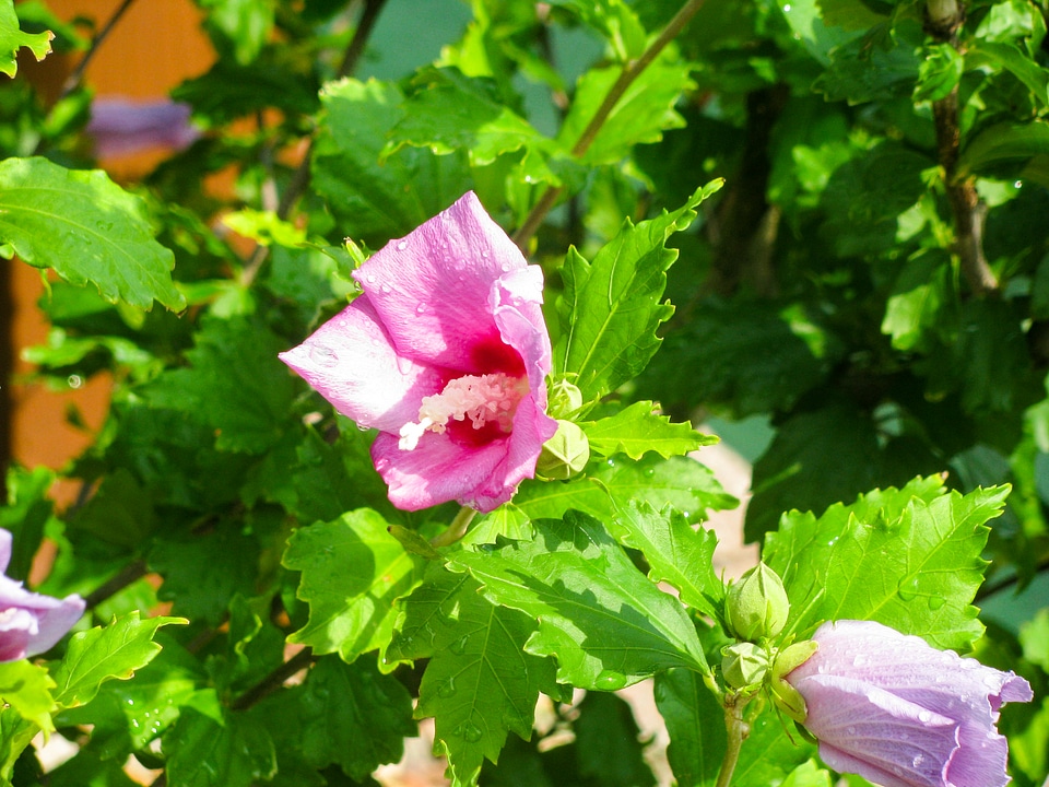 Pink Flower photo