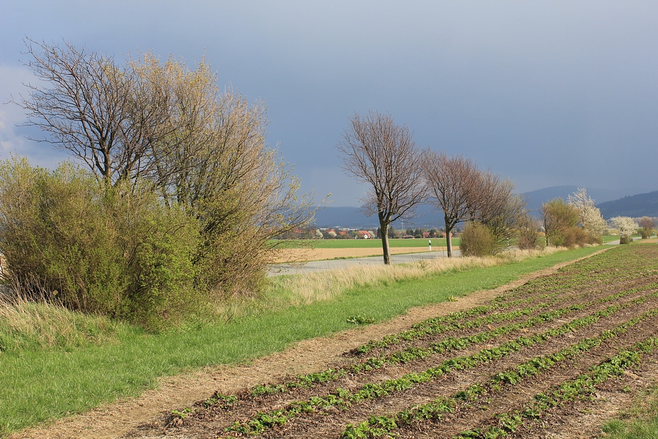 Alley between green fields and acre