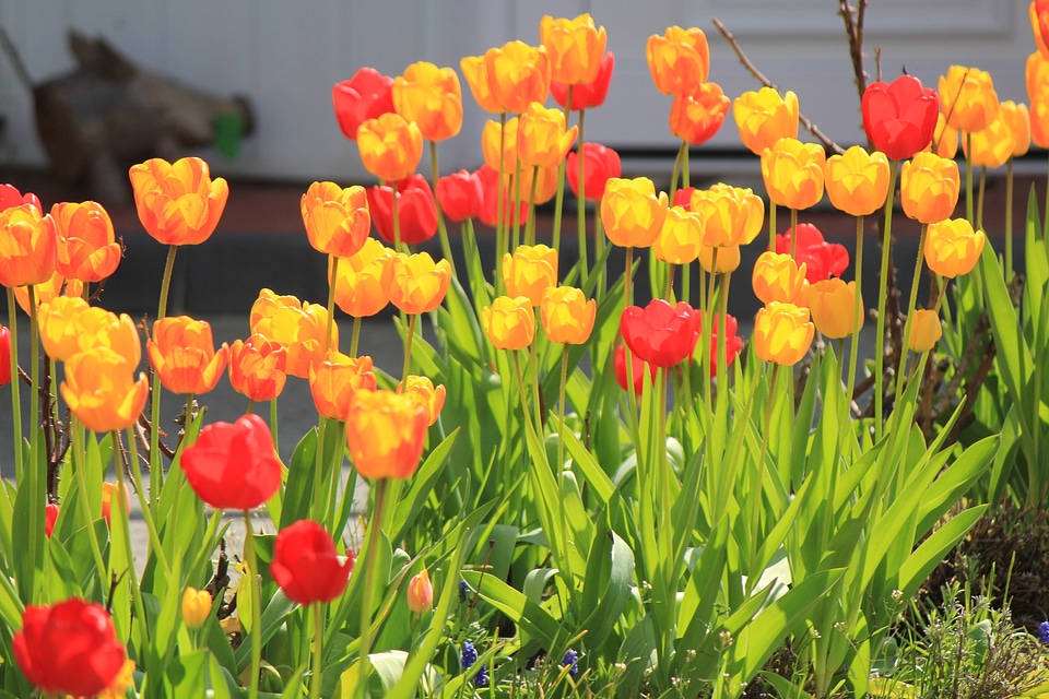 Red and orange tulips