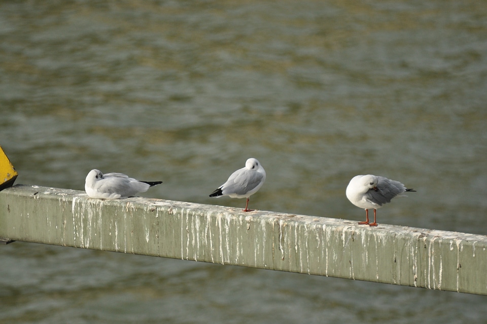 Three seagulls on a beam over the Rhine river