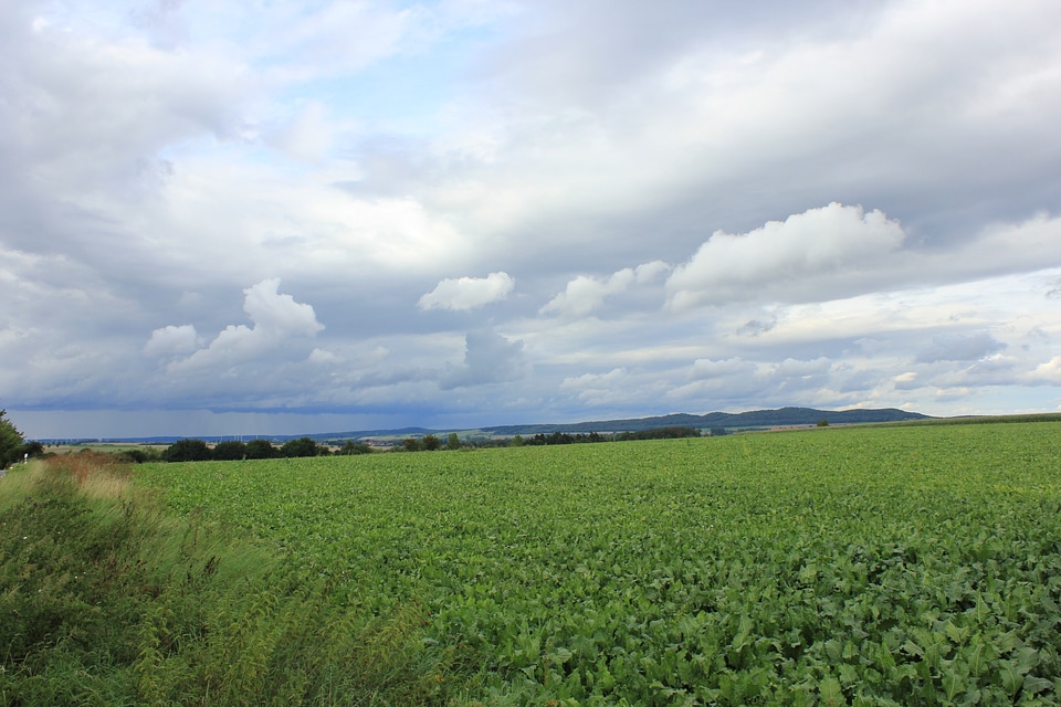 Green field up to the horizon