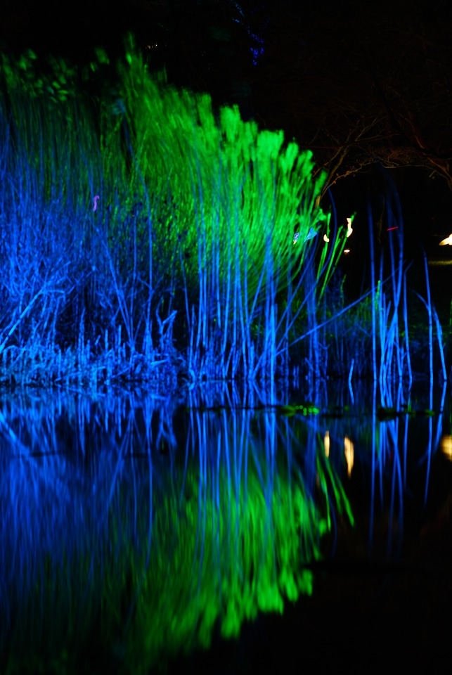 Lighted reed mirroring in water