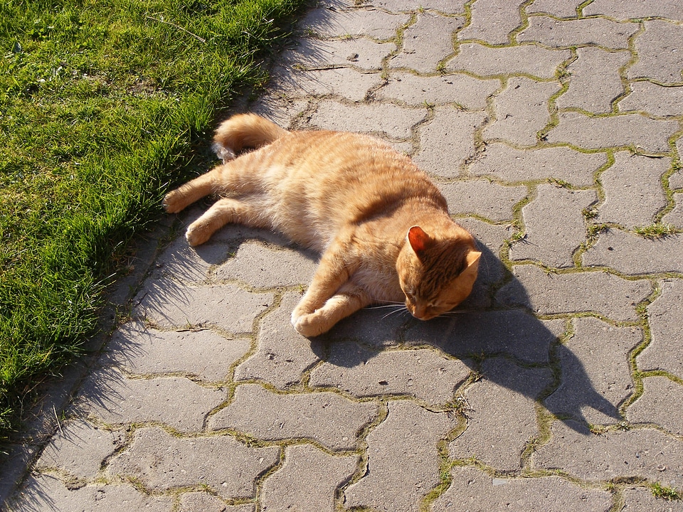 Orange cat lying on cobblestone