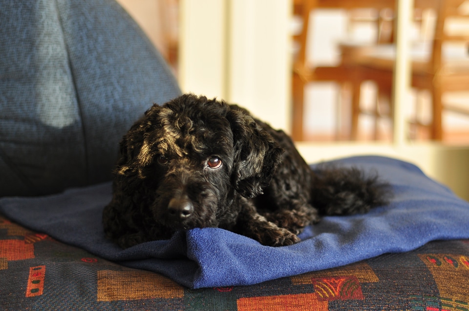Black dog dozing on a blanket