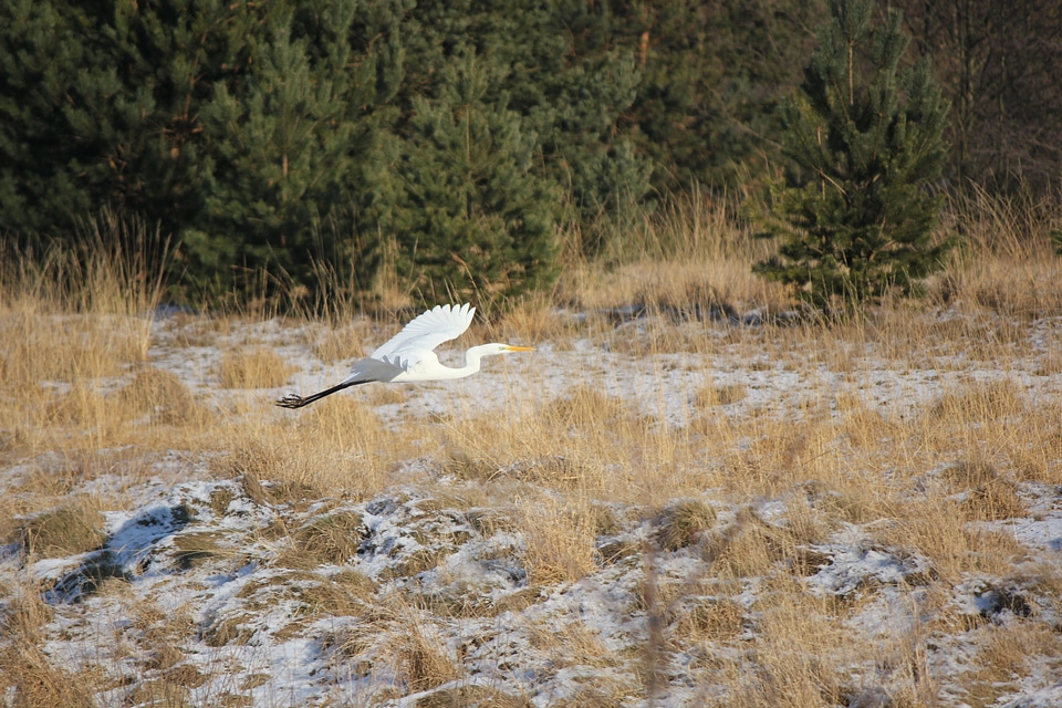 White heron gliding through the air