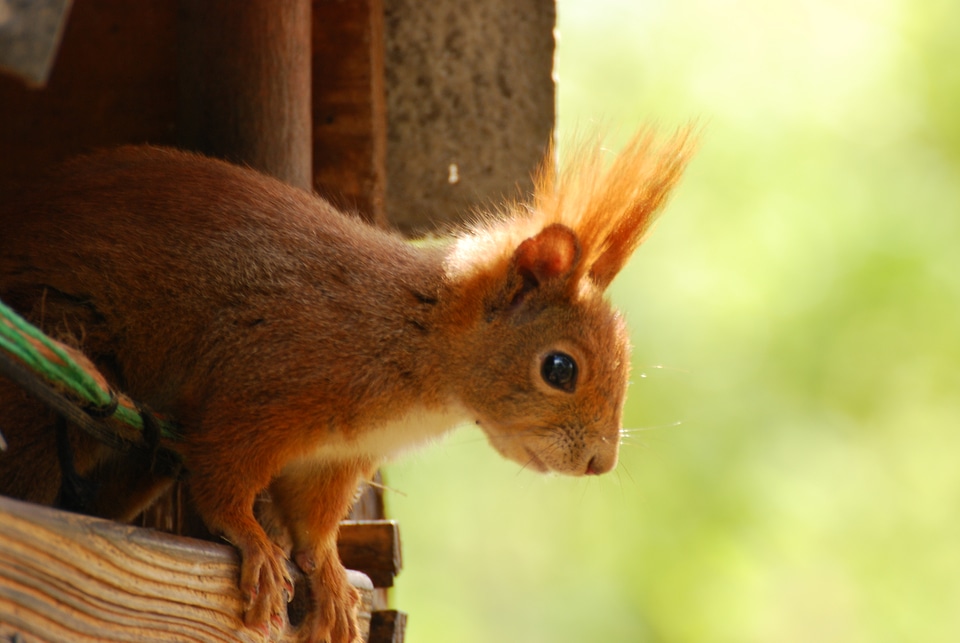 Squirrel looks out of a tiny house
