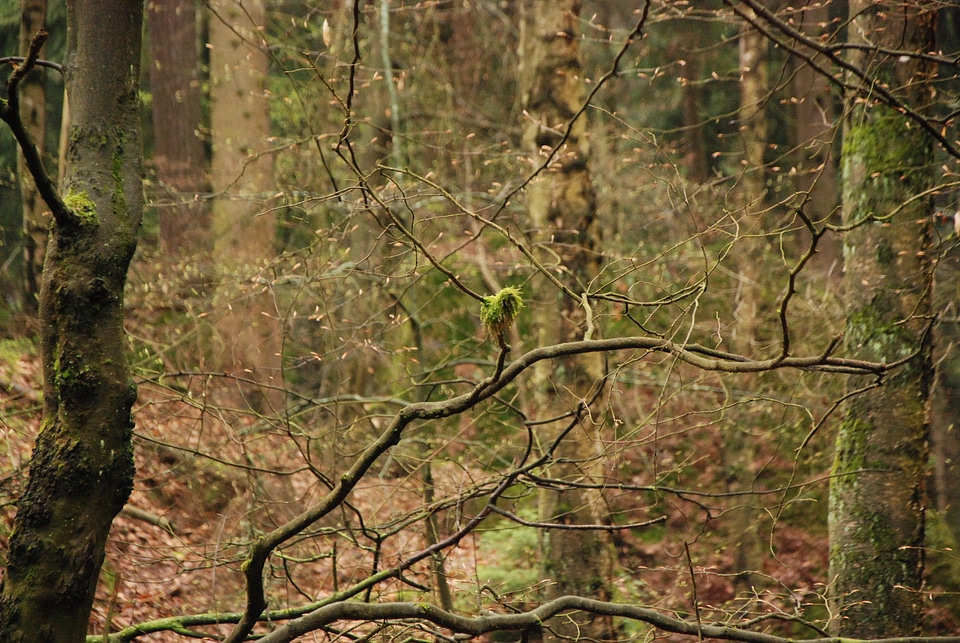 Autumn atmosphere in Harz’ woods