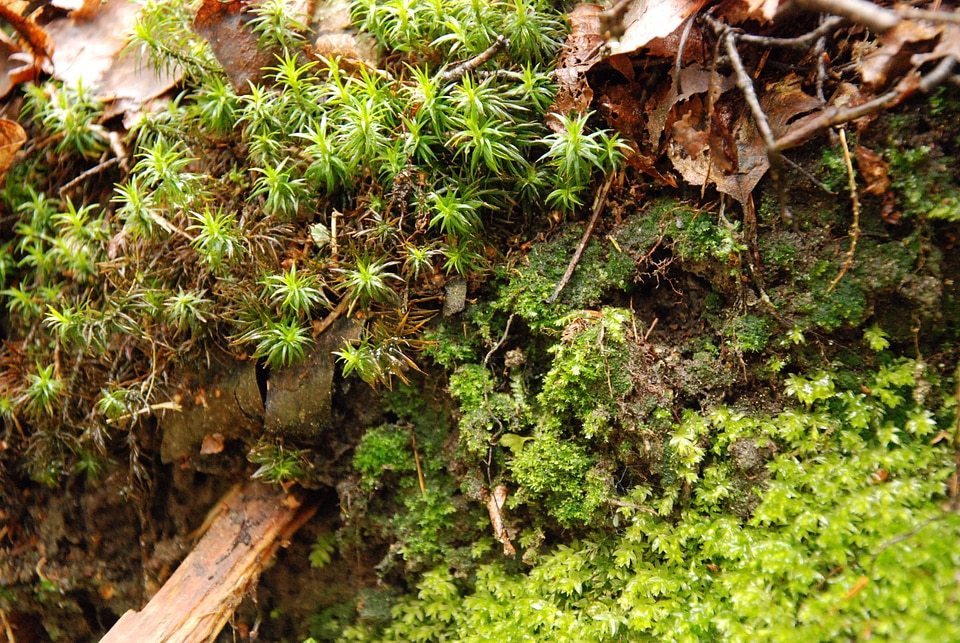 Mixture of different mosses