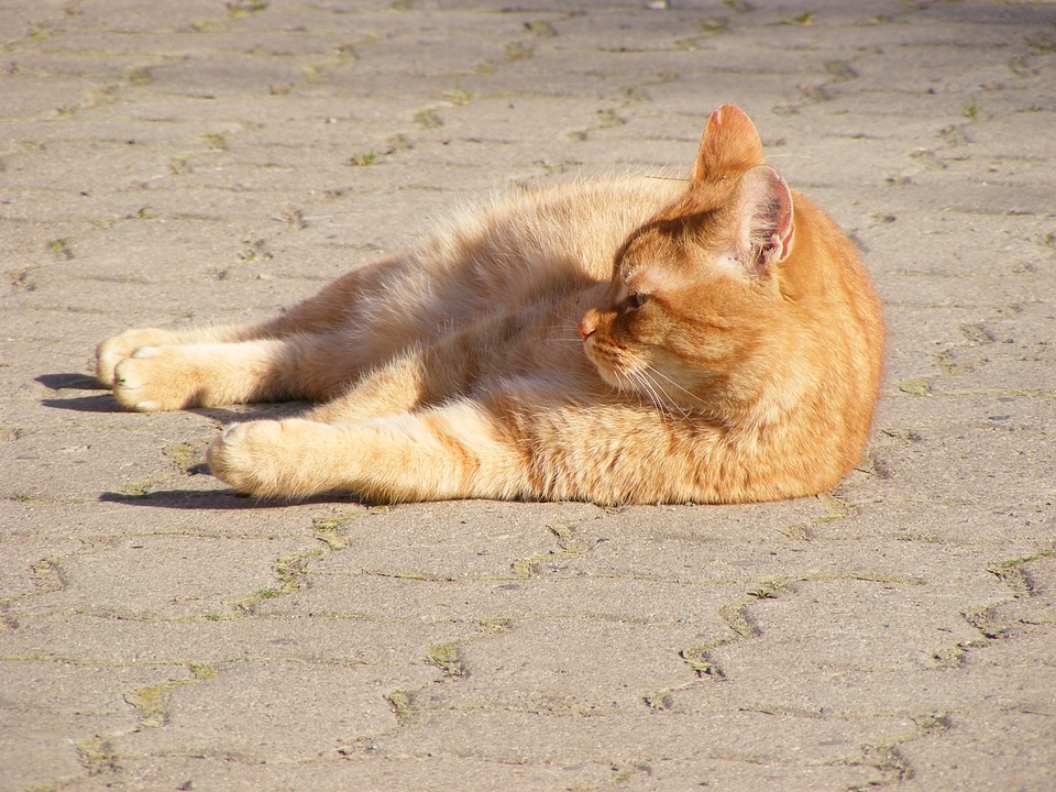 Orange cat chilling in the sun