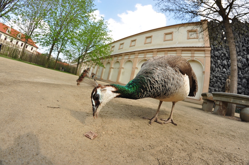 Peacock picking food
