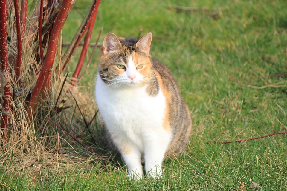 Striped cat on a meadow
