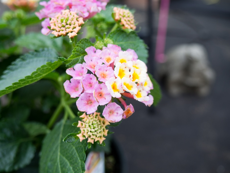 Pink and White Flowers