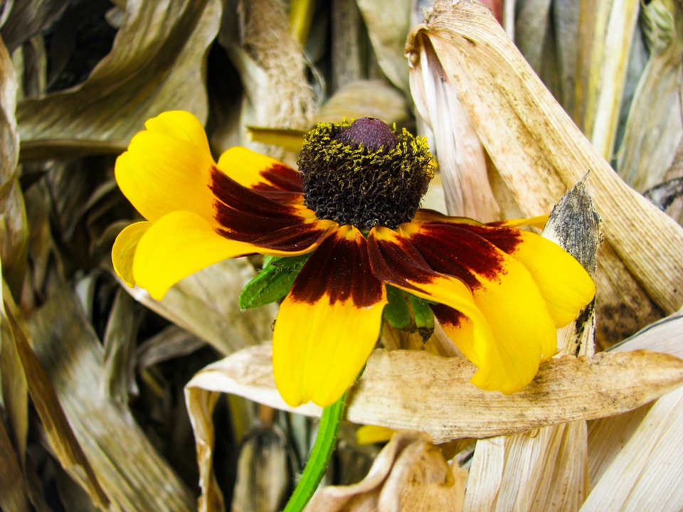 Yellow Flower In Front of Leaves