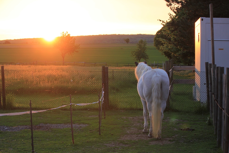 White horse looking into the sundown